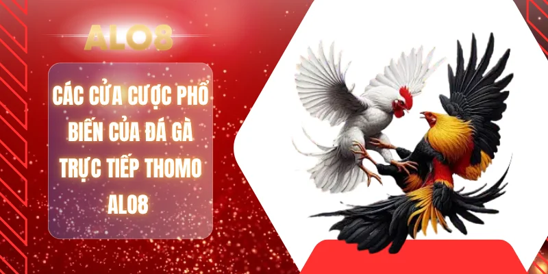 Các cửa cược phổ biến của đá gà trực tiếp Thomo ALO8 