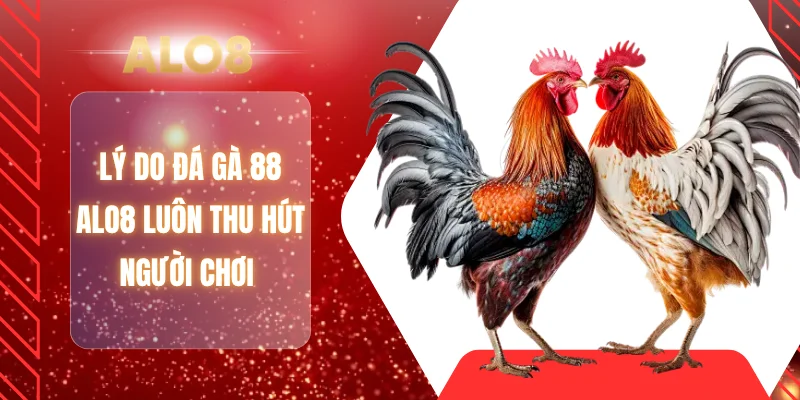 Lý do đá gà 88 ALO8 luôn thu hút người chơi 
