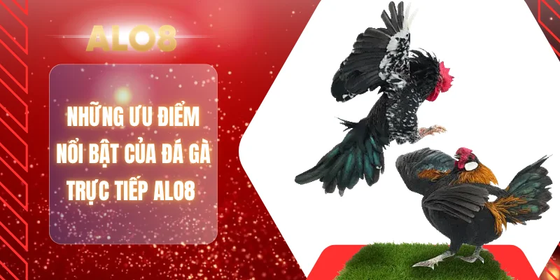 Những ưu điểm nổi bật của đá gà trực tiếp ALO8