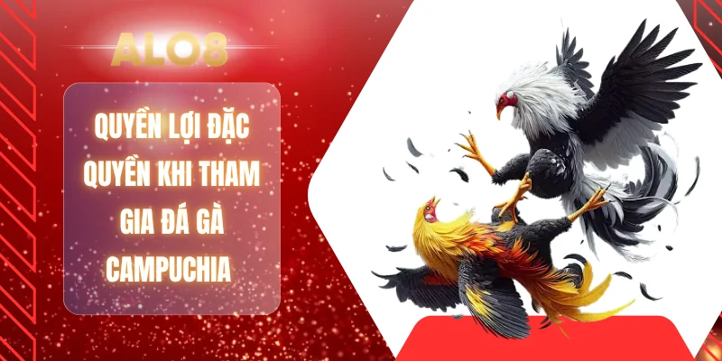Quyền lợi đặc quyền khi tham gia đá gà Campuchia