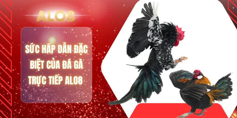 Sức hấp dẫn đặc biệt của đá gà trực tiếp ALO8